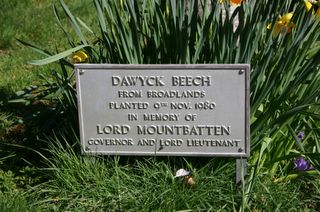 Freshwater Cemetery : Mountbatten memorial tree